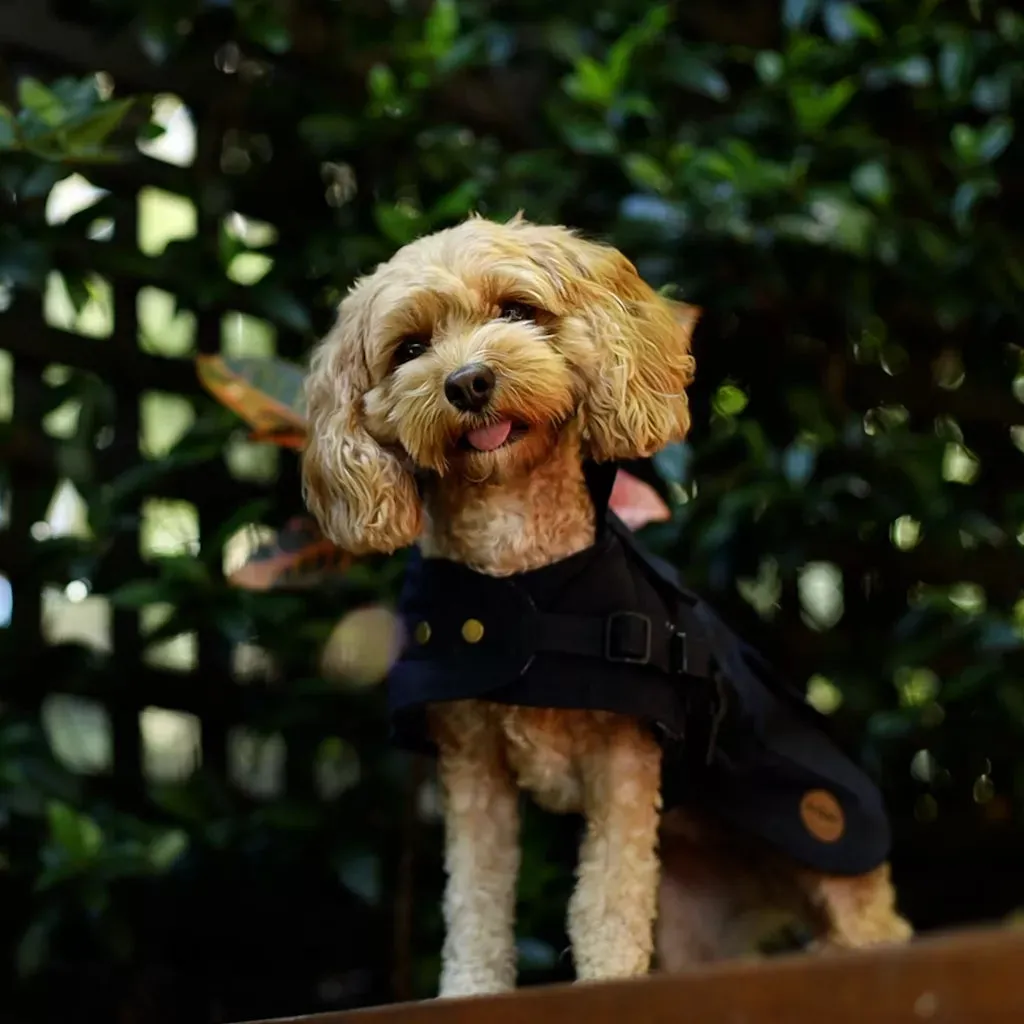 Aussie Oilskin Waterproof Dog Coat - Navy