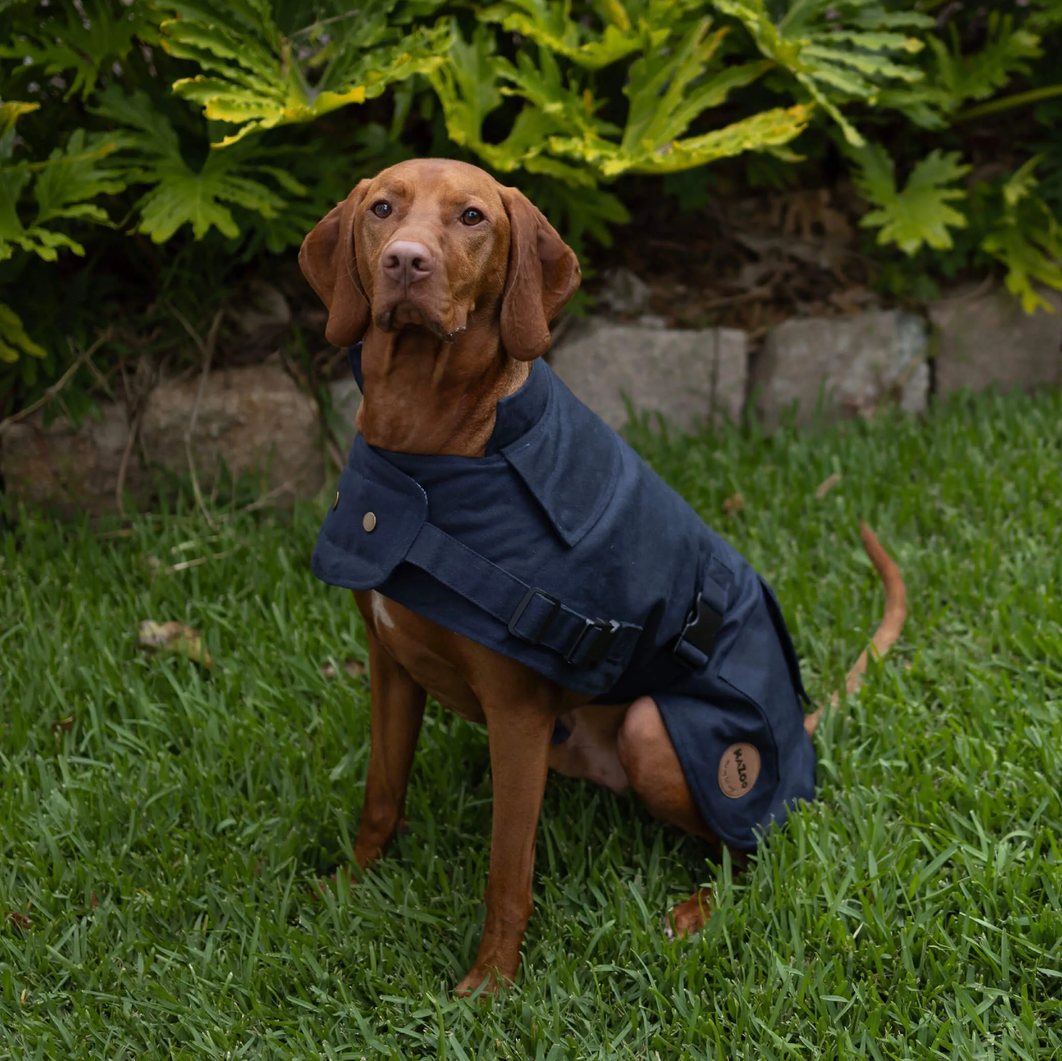 Aussie Oilskin Waterproof Dog Coat - Navy