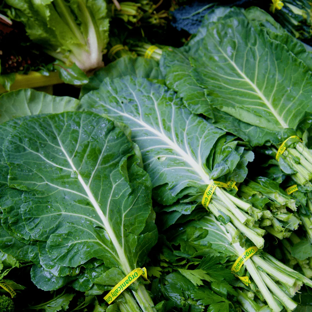 Collard Greens Seeds | OSC Seeds