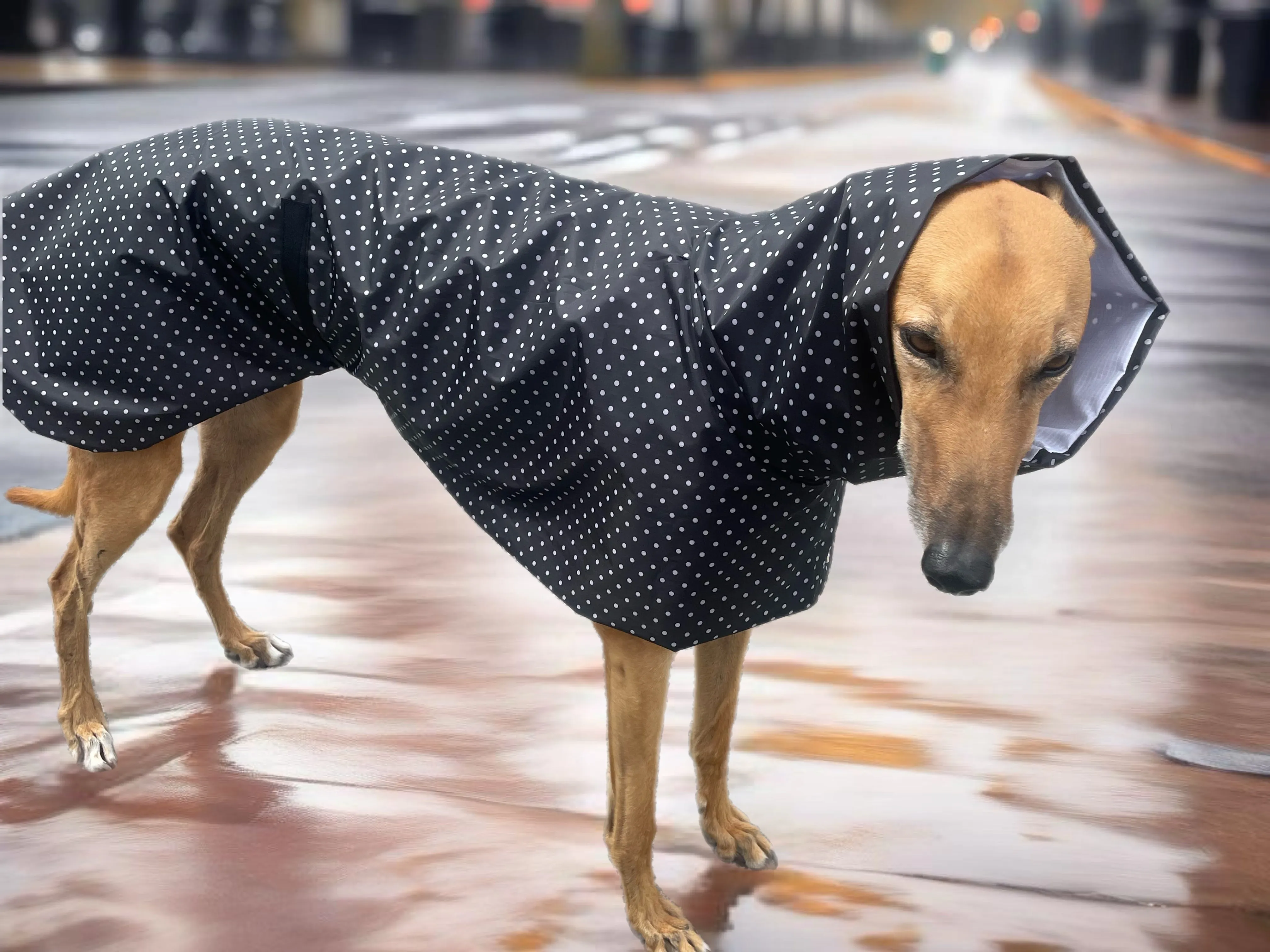 Summer rainwear midnight black Greyhound deluxe style, spring showers, ultra lightweight