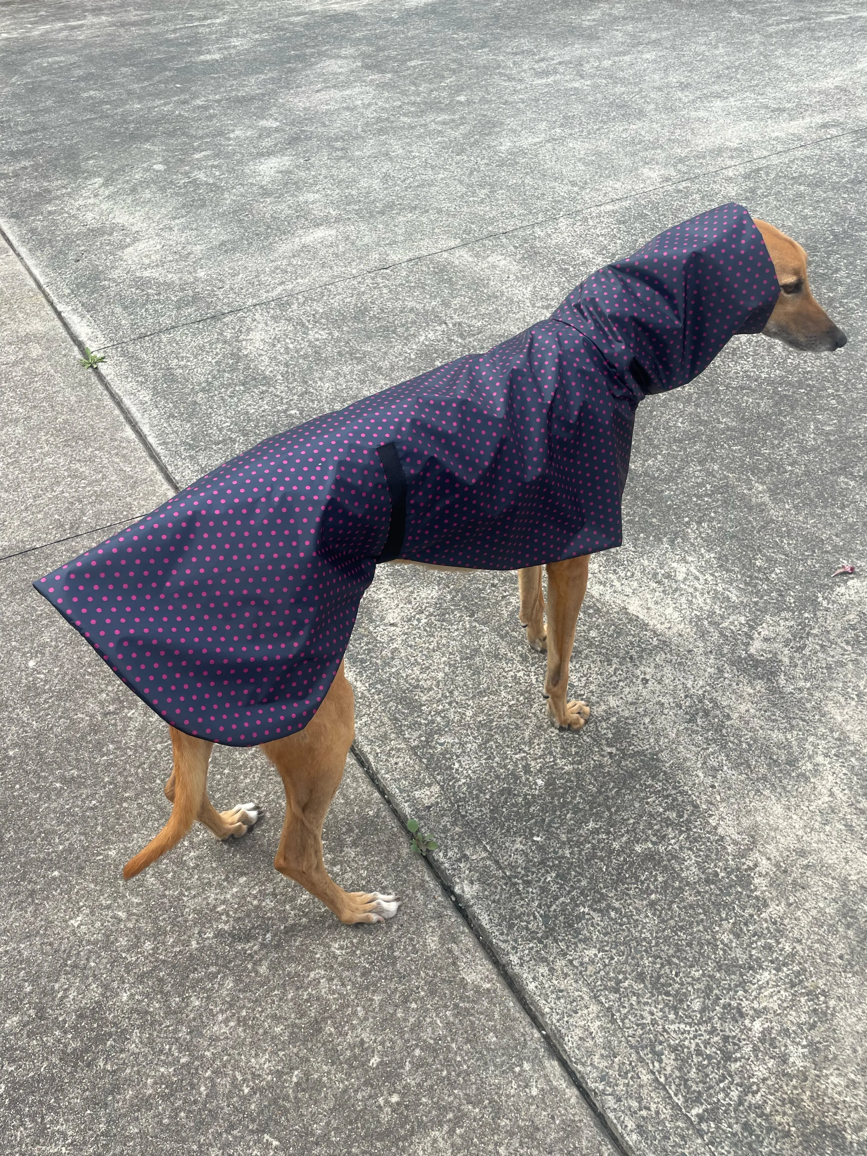 Summer rainwear navy Greyhound deluxe style, spring showers, ultra lightweight,  washable